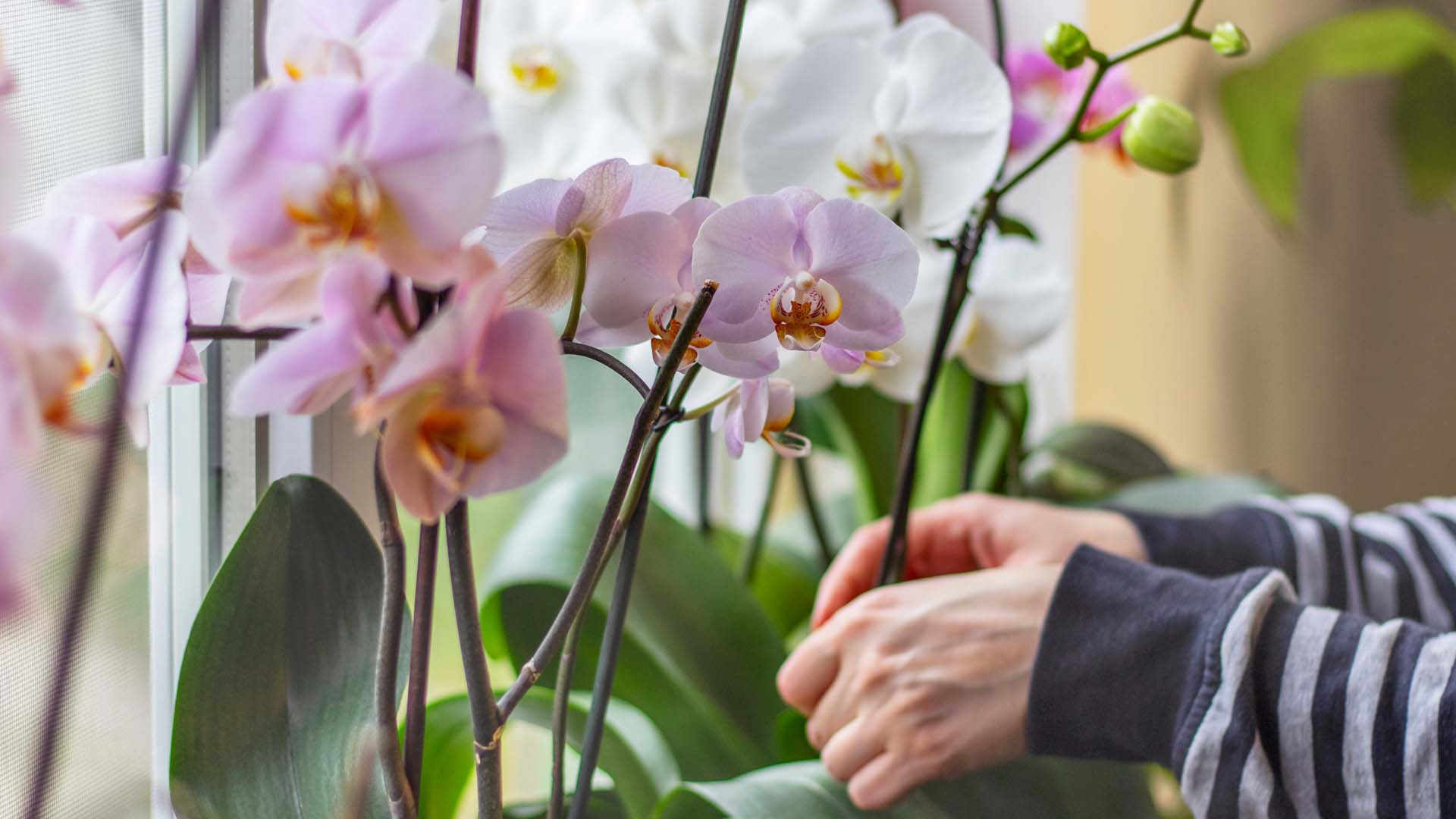 Moth orchids are often found on sale in supermarkets