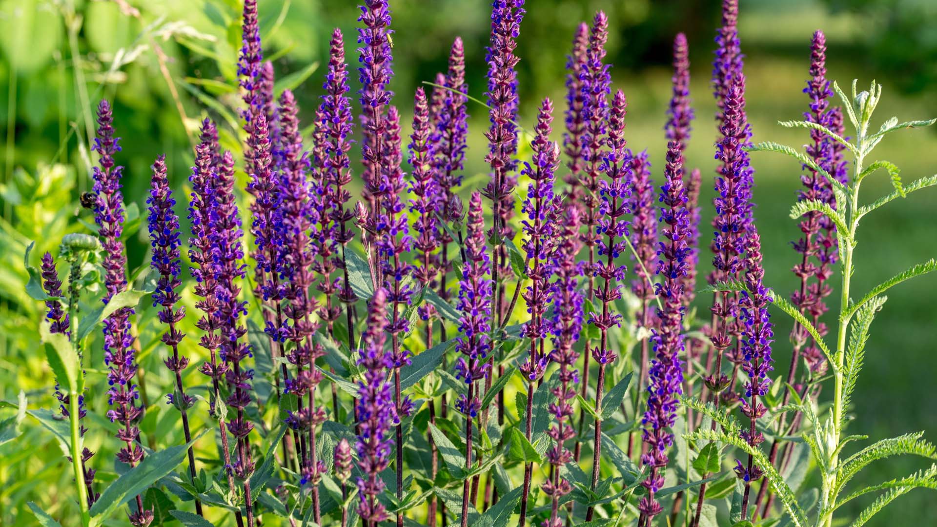 Salvia nemorosa 'Caradonna' can eventually become tolerant to drought