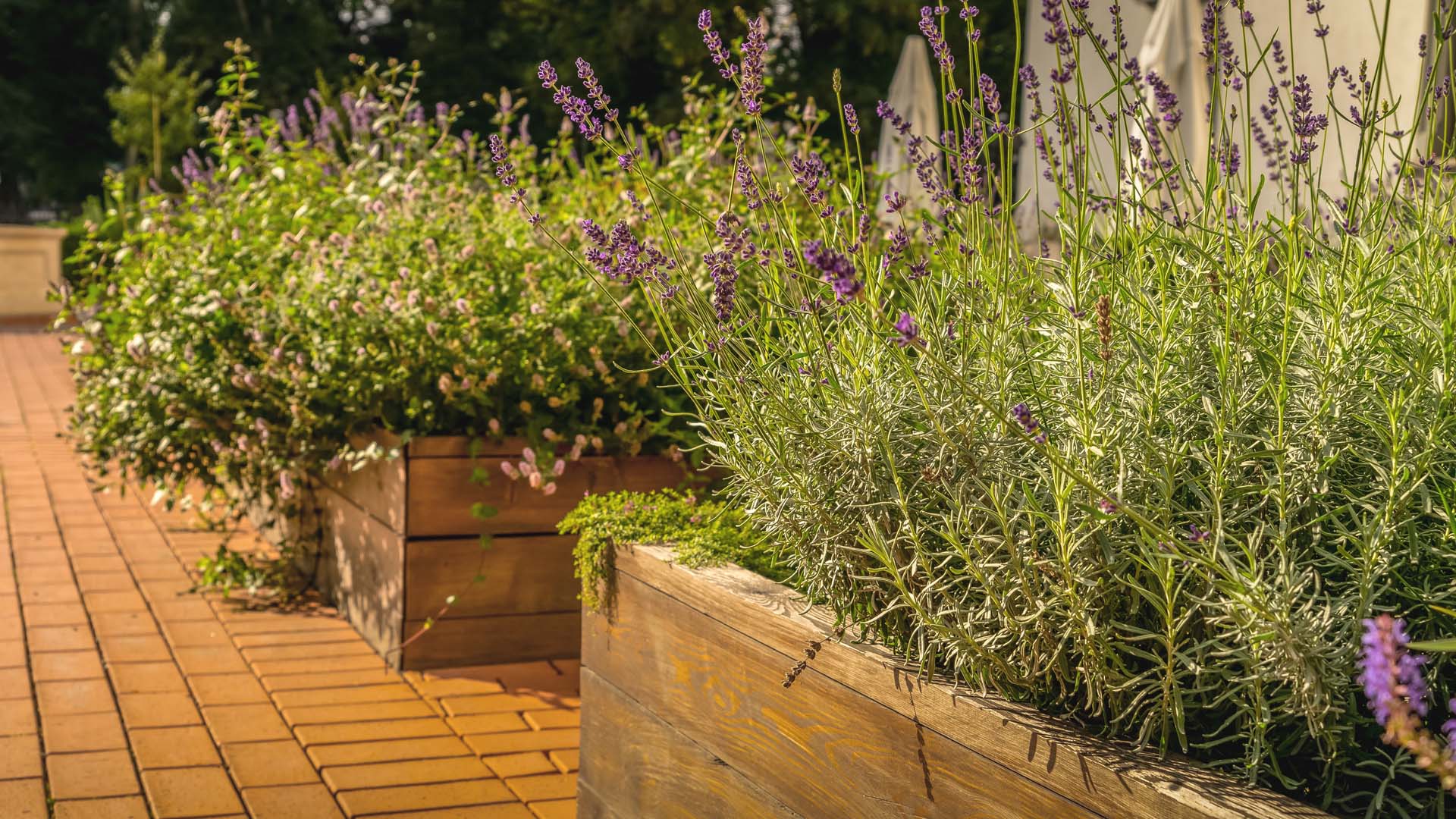Lavender plants attract bees and other pollinating insects