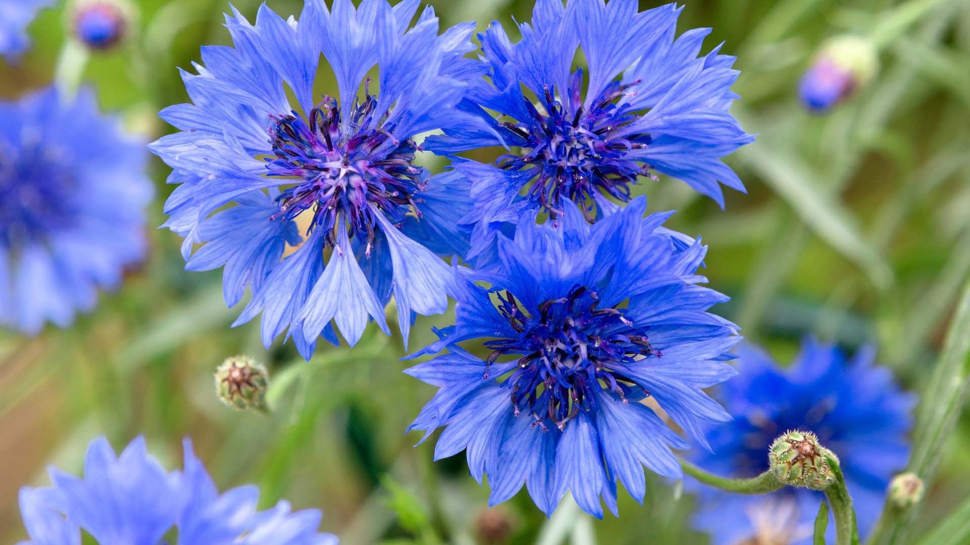 Cornflowers can be sown directly into the raised bed if needed
