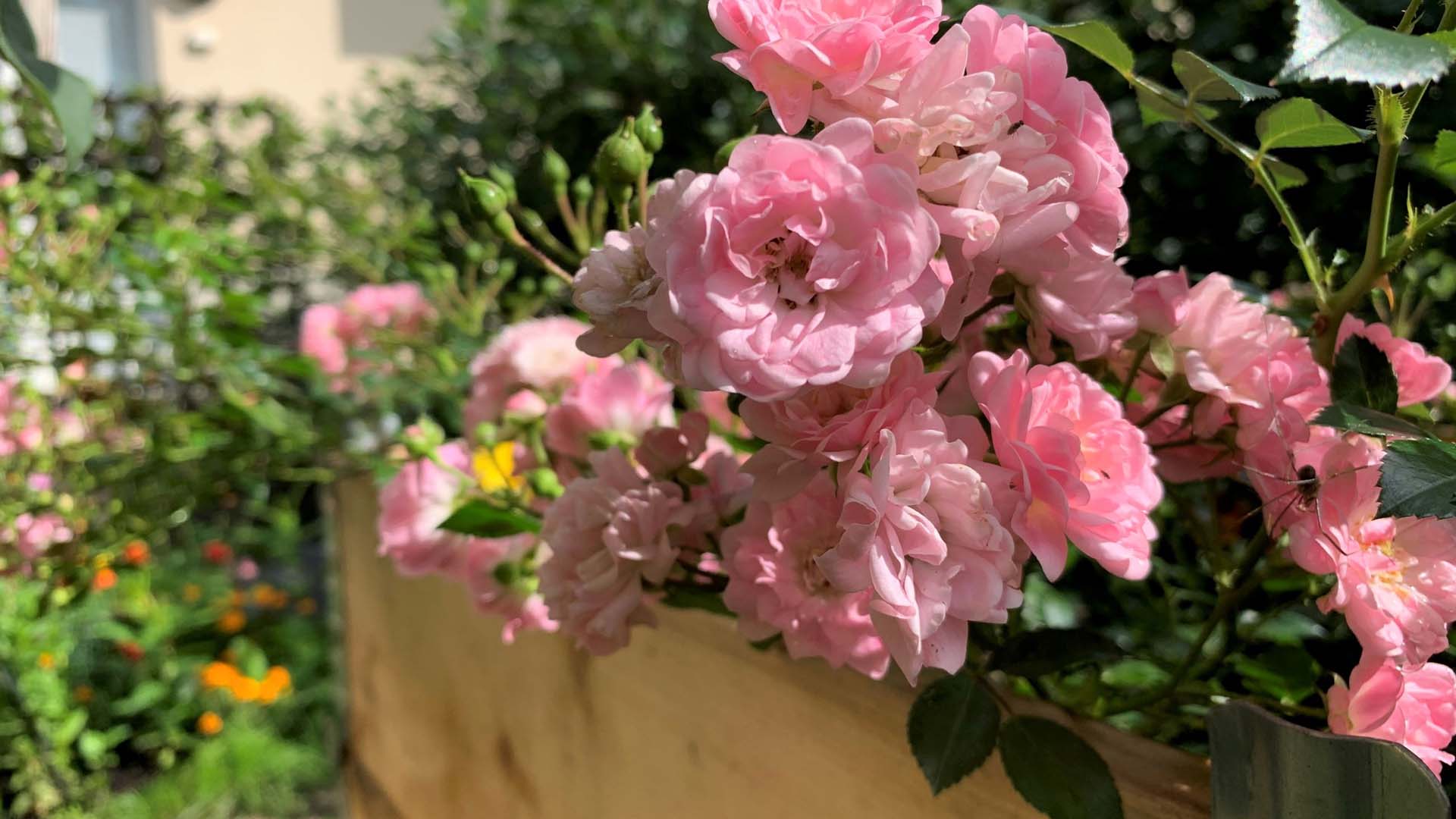 Roses relish a warm, sunny spot