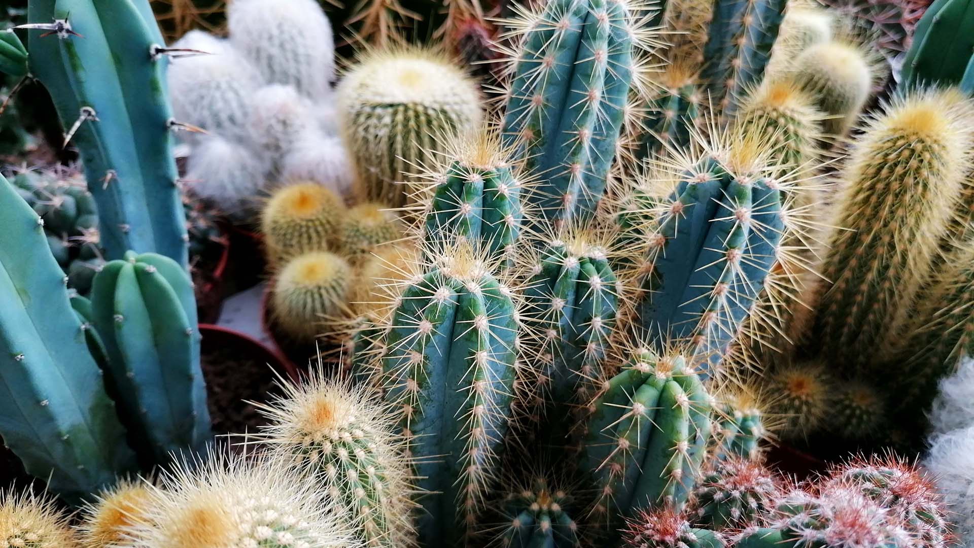 Close-up of a variety of cactus plants.