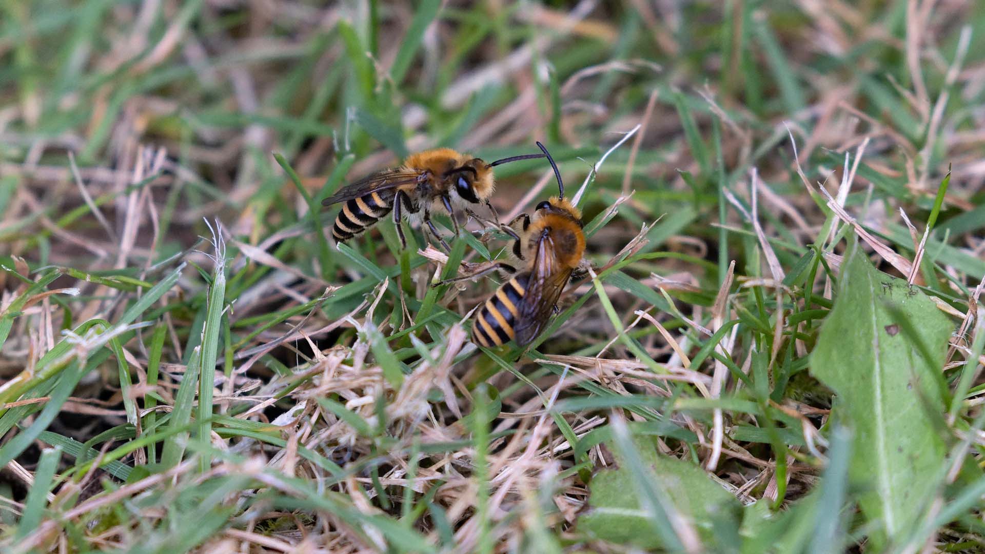 Ground-nesting insects, such as ivy mining bees, will make a sparse patch of lawn home