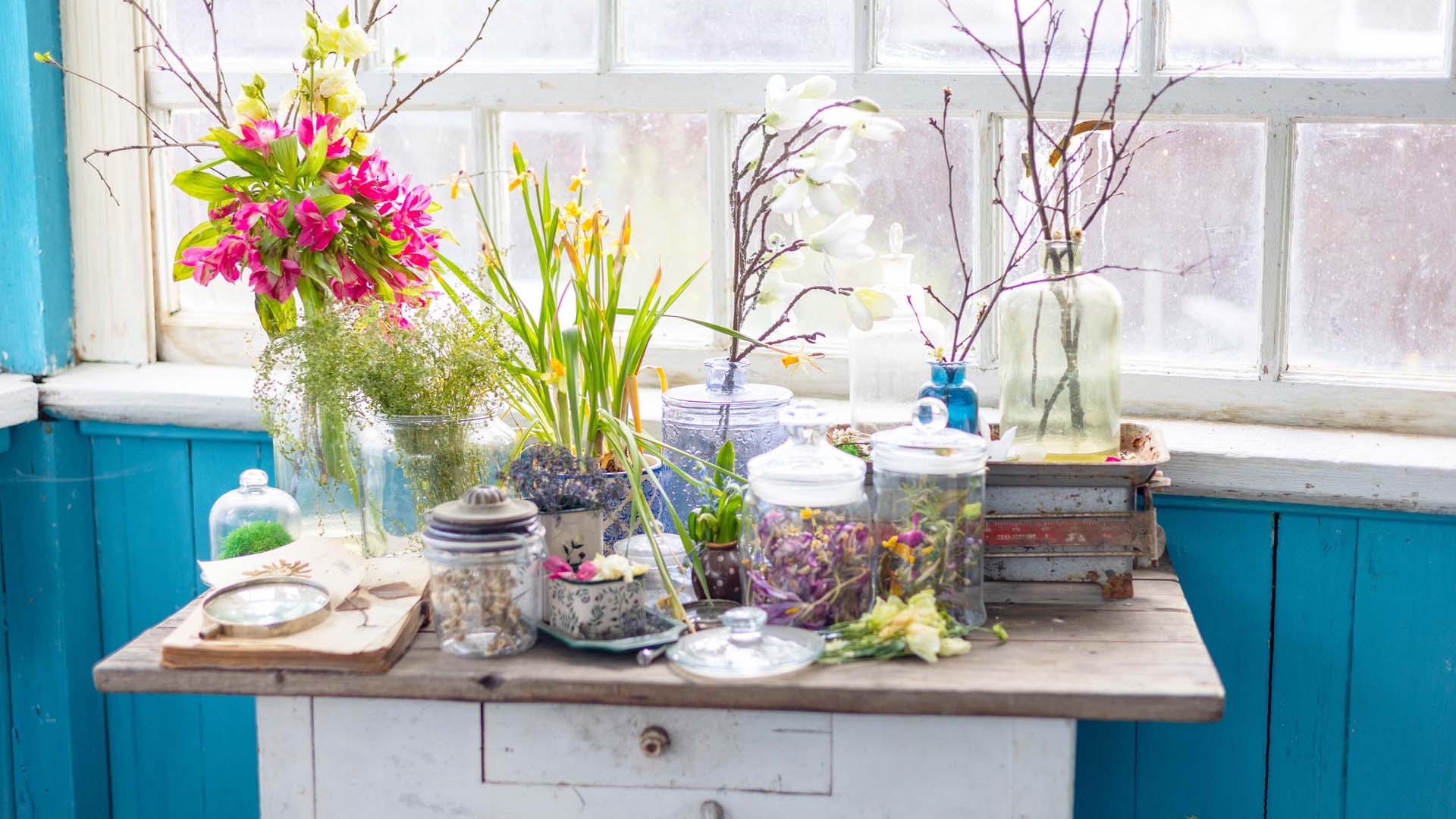 A display of jars filled with items collected in a garden or on a walk, such as flowers, sticks, petals and leaves, displayed against a brightly painted, blue wood-panelled wall. 