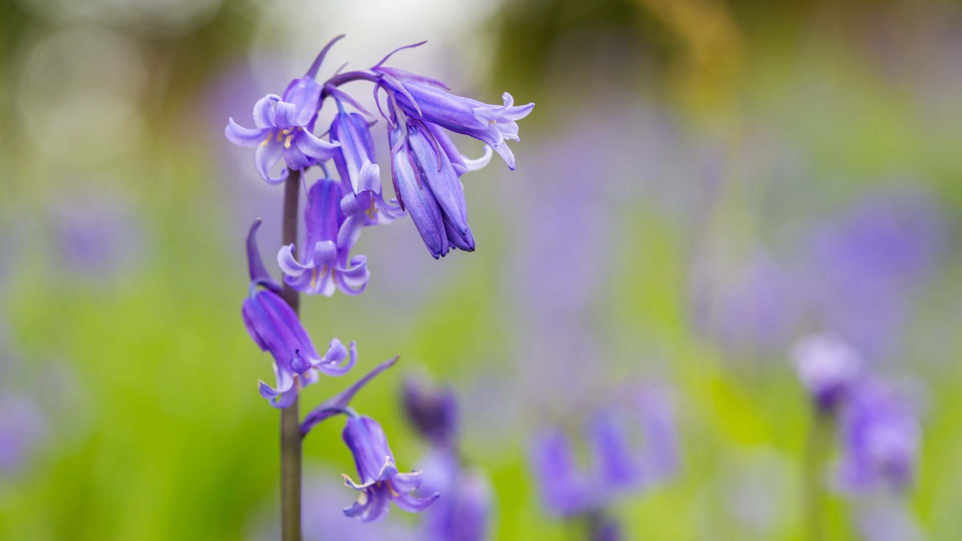 The bluebells often flower earlier in Godolphin due to the climate