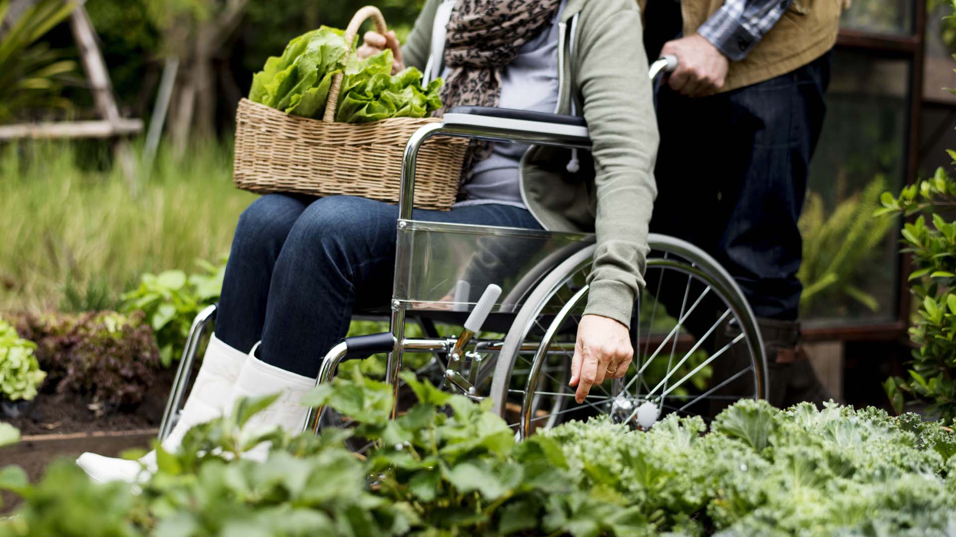 A person in a wheelchair carrying a basket of greens on their knees while experiencing a sensory garden.