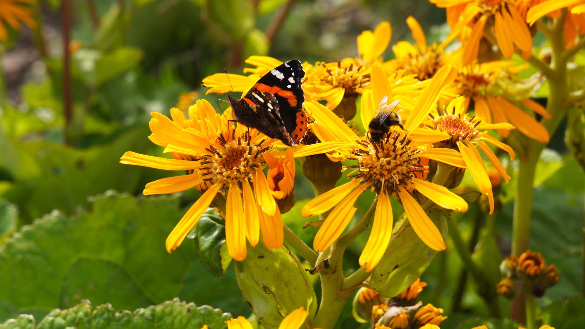 Ligularia dentata 'Desdemona' has rich, golden blooms