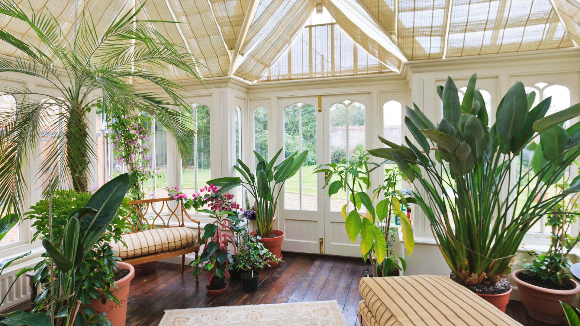 Bring your conservatory to life with foliage