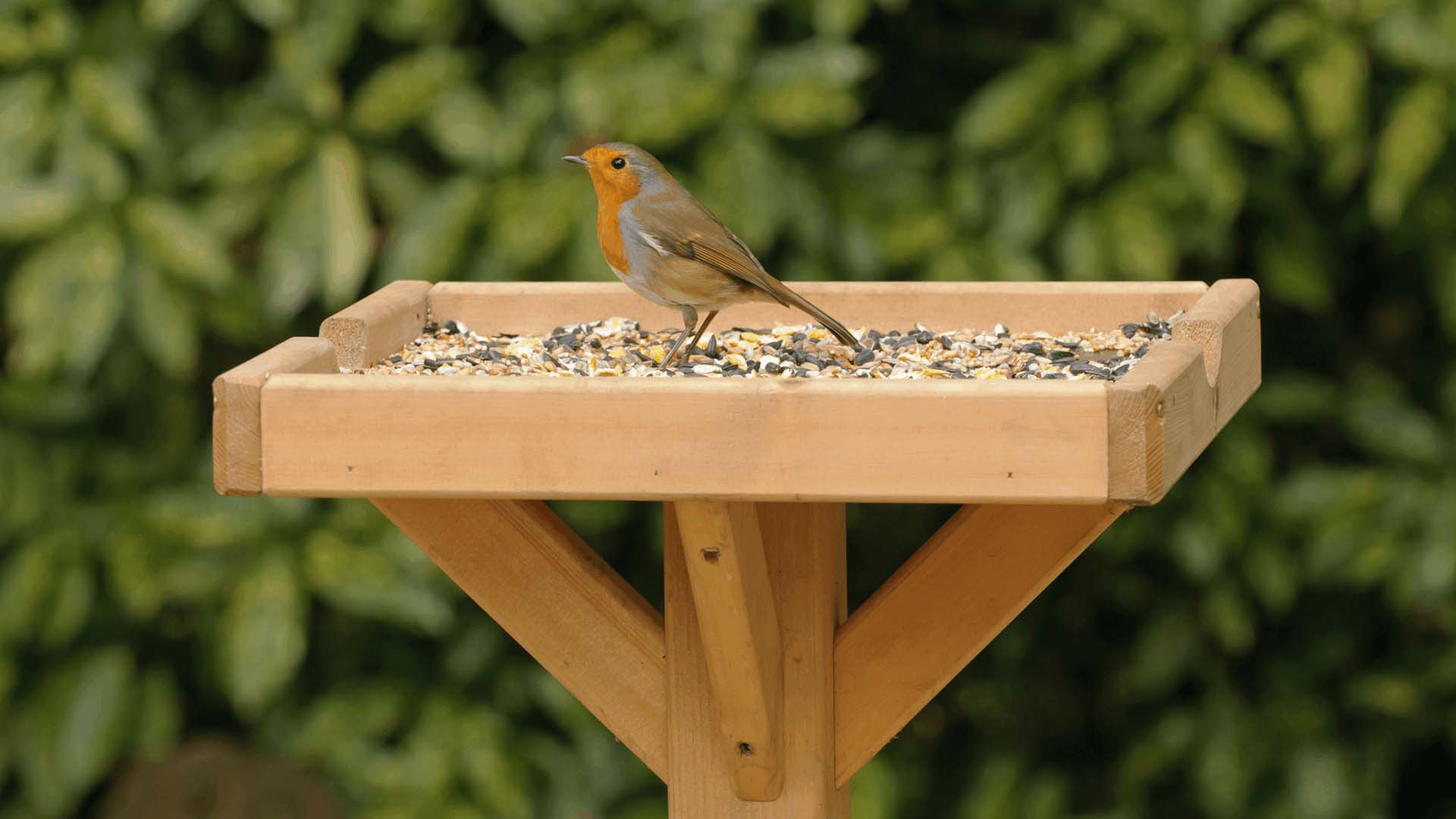 Robins on top of a table feeders