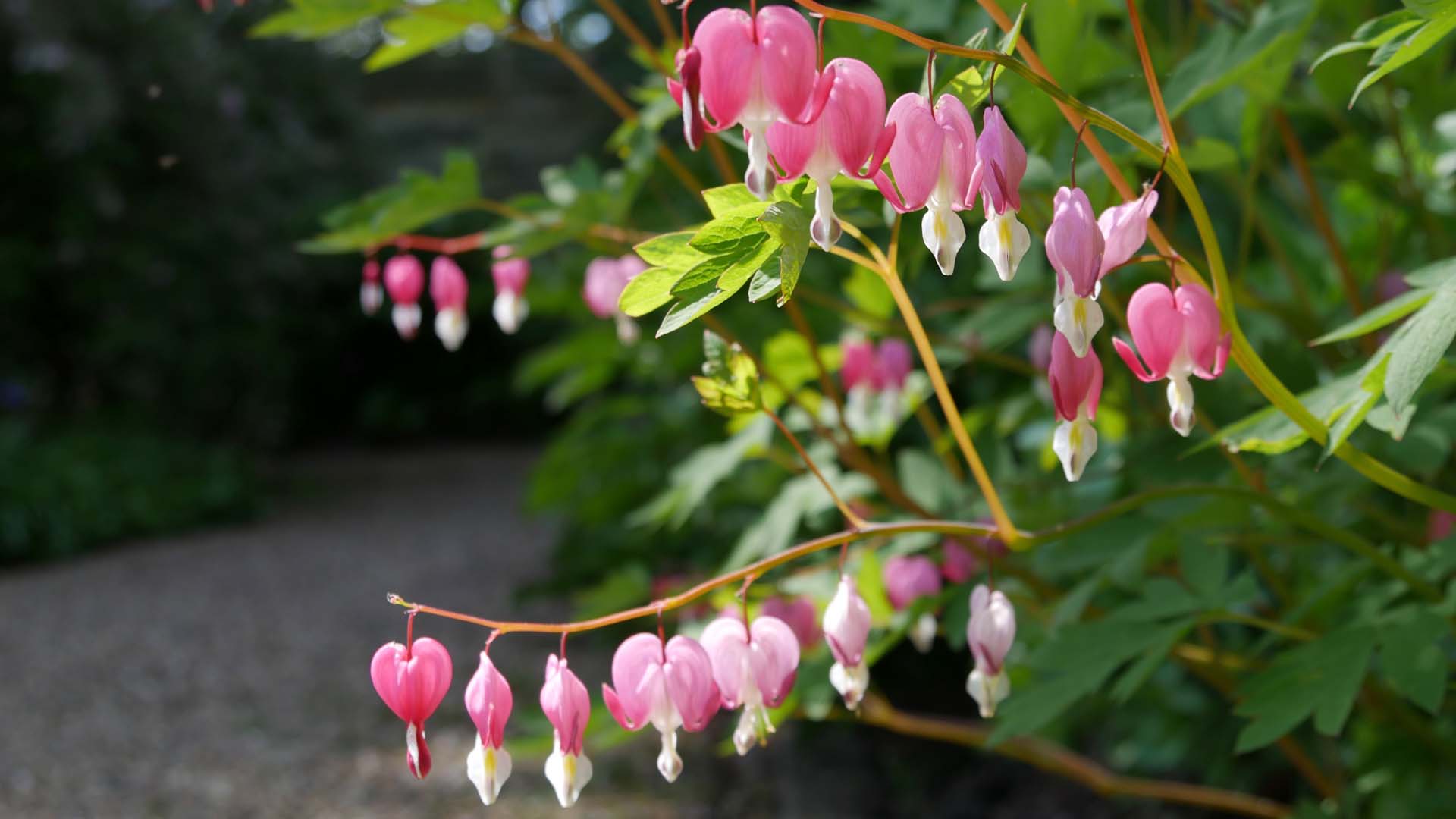 Dicentra spectabilis 'Bleeding hearts' like this can be tempting, but young plants need care.