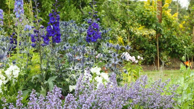 When filling gaps in your borders, make sure you're aware of your new plant's potential spread.