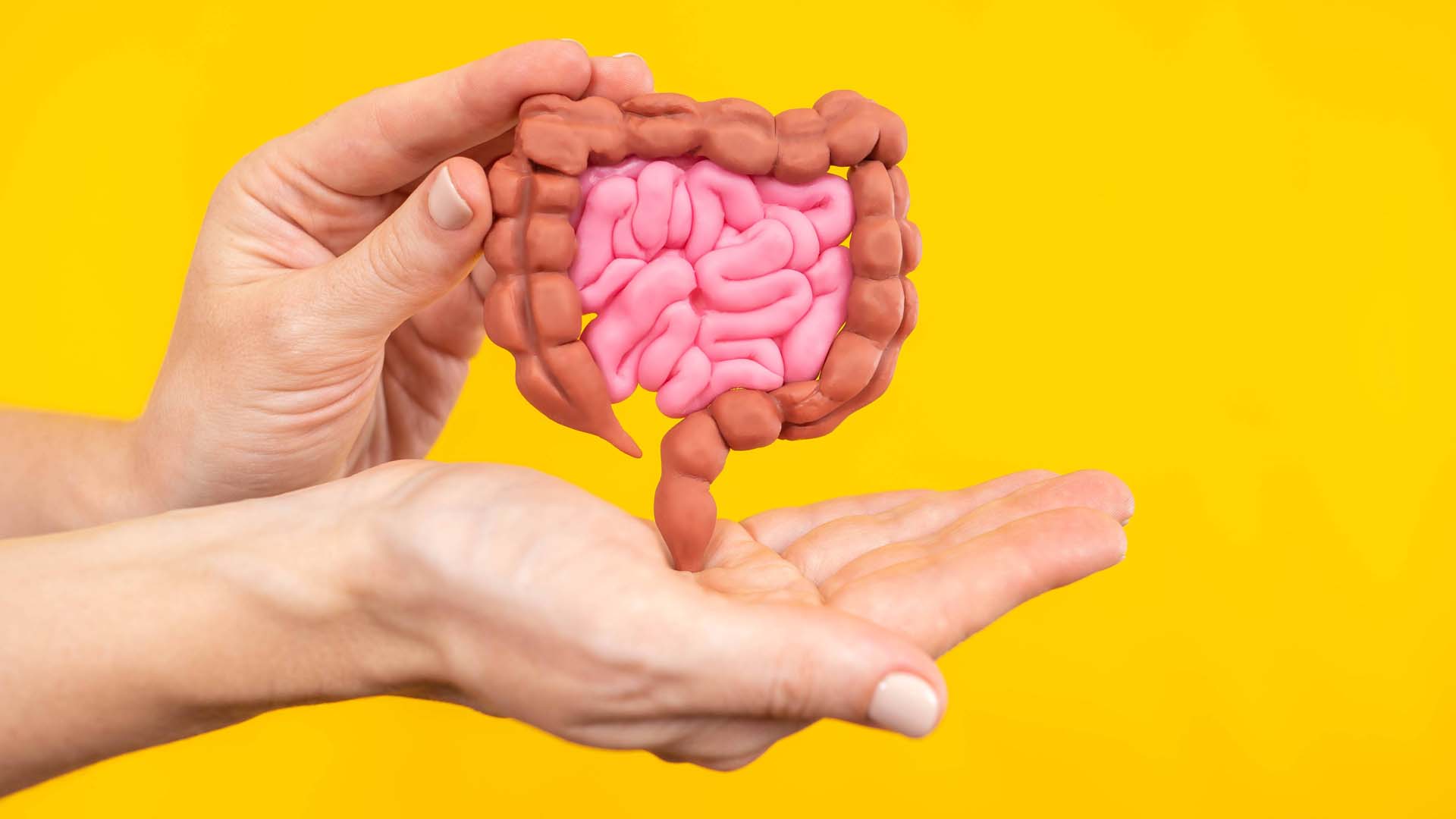 A model of a gut being held in a hand