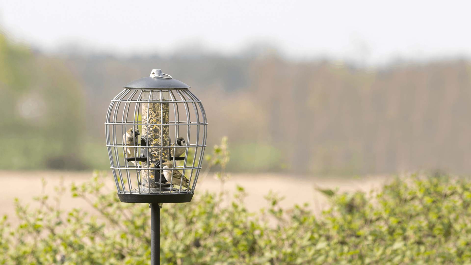 Two birds on a bird feeder by CJ Wildlife
