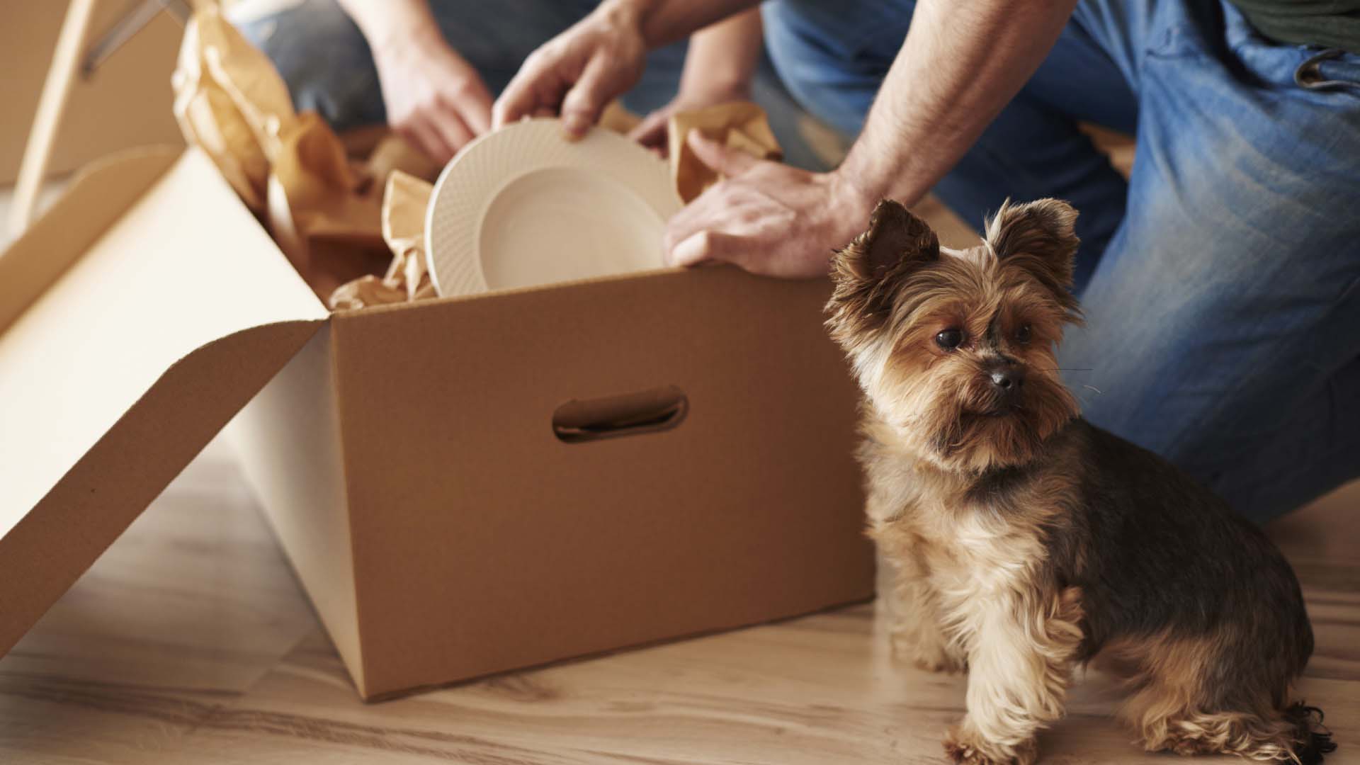 crockery in a box with a dog next to it