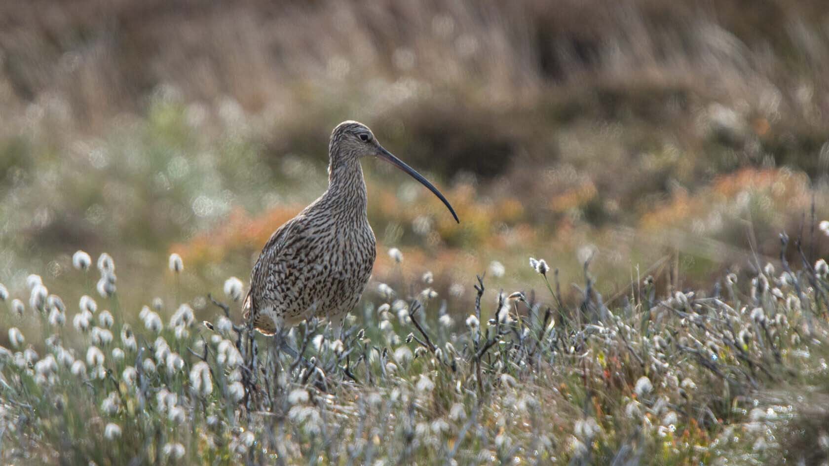 An Eurasian Curlew