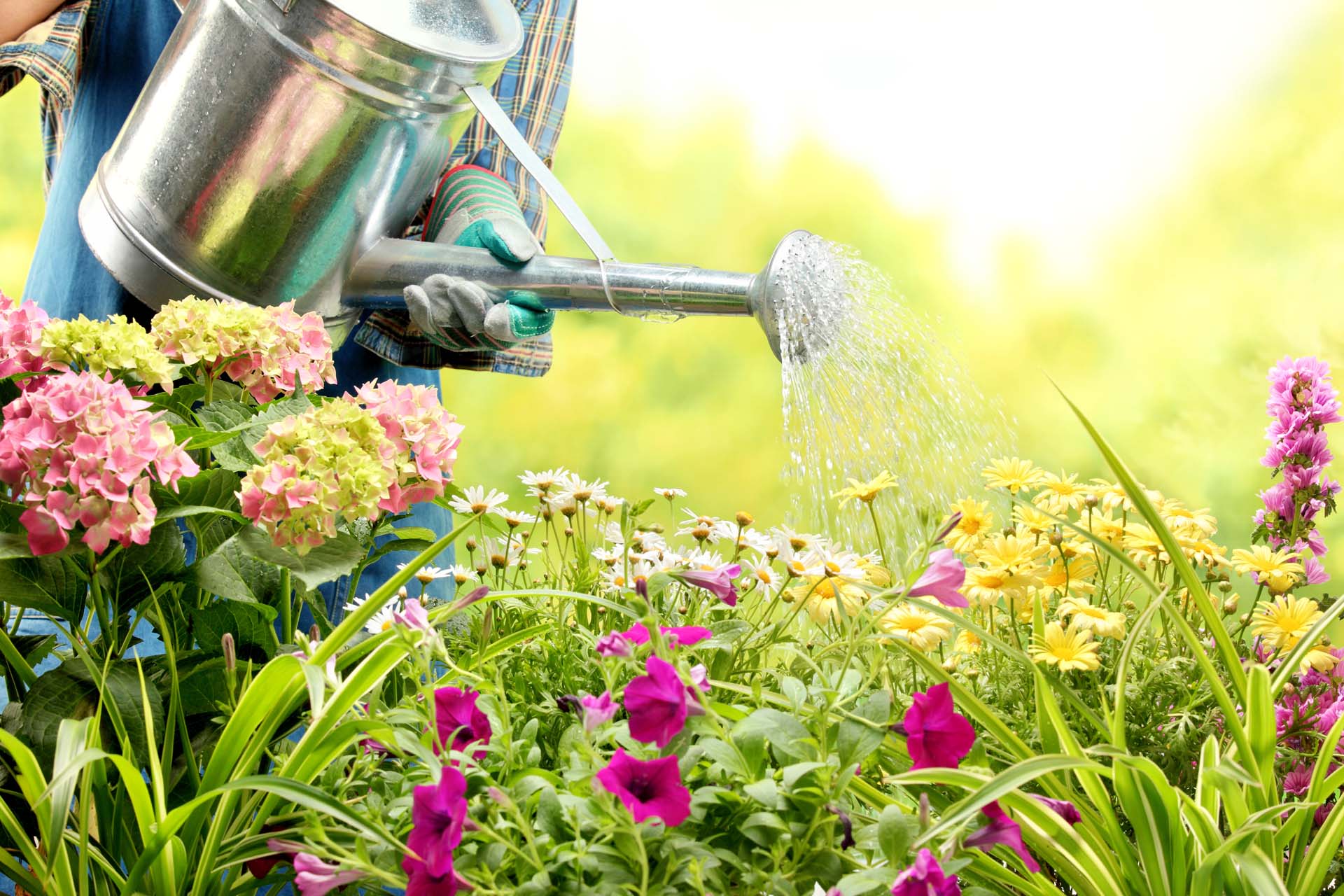 someone using a metal watering can to water flowers in a garden
