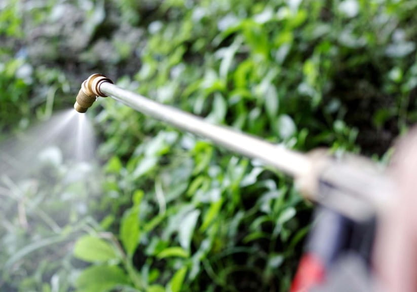 Spraying herbicide from the nozzle to Para Grass weeds