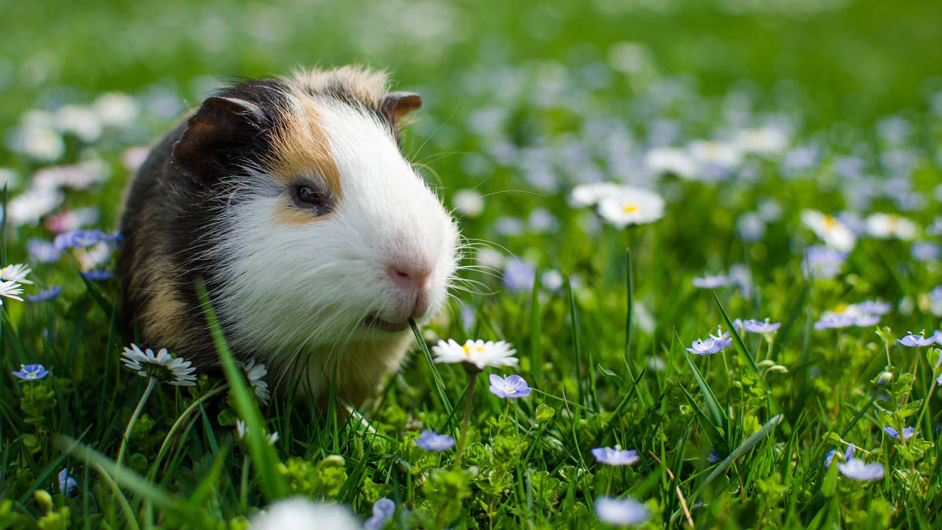 A tricolour guinea pig on natural daisy-filled grass