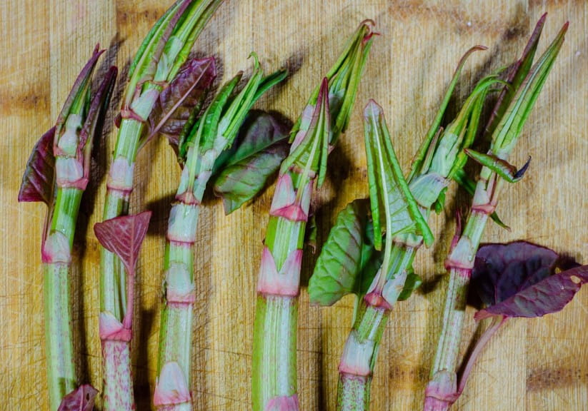 Young shoots of Reynoutria japonica commonly known as Asian knotweed or Japanese knotweed on a cutting board