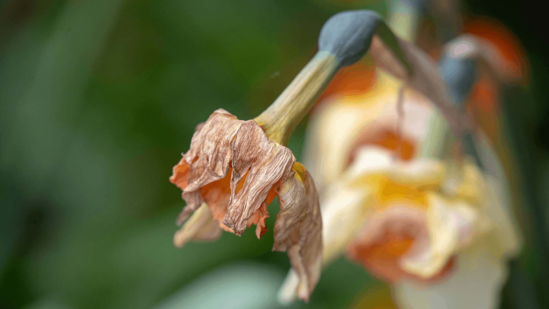 Close up of a dead daffodil