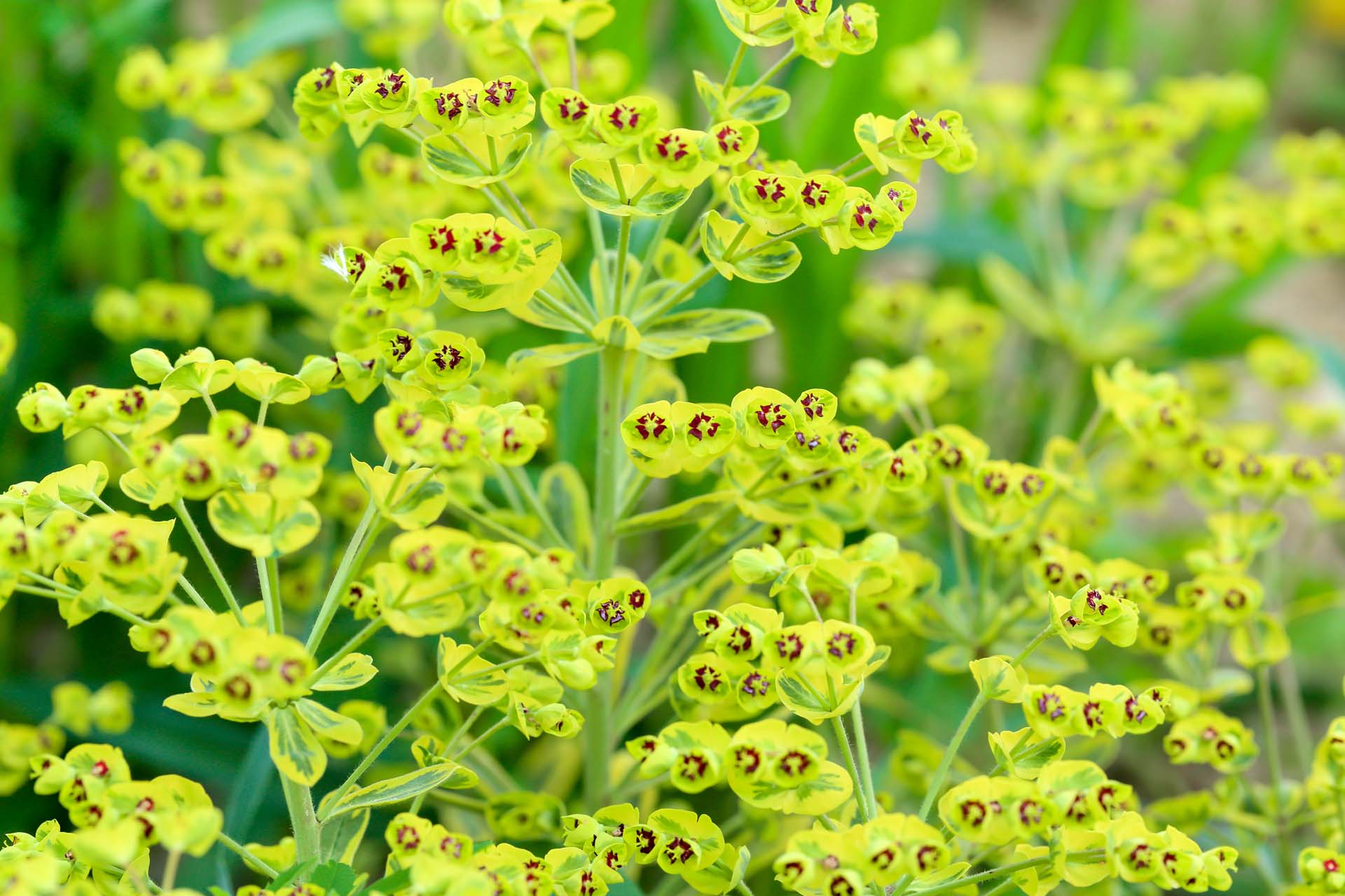 a green Ascot Rainbow Euphorbia plant with yellow flowers
