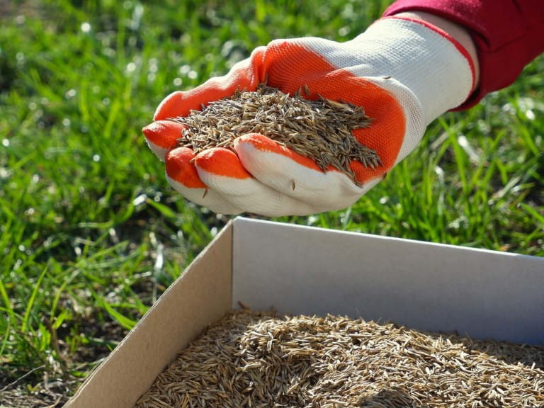 A gloved hand holding grass seed ready to sow |  Shutterstock/Fire-n