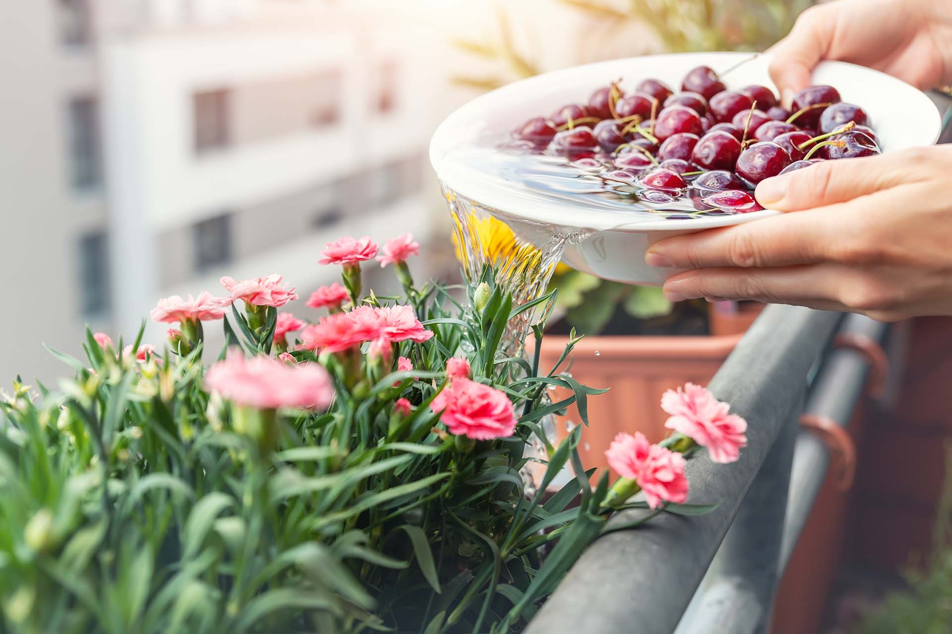 Someone pouring the water from a bowl used to wash fruit onto their flowers