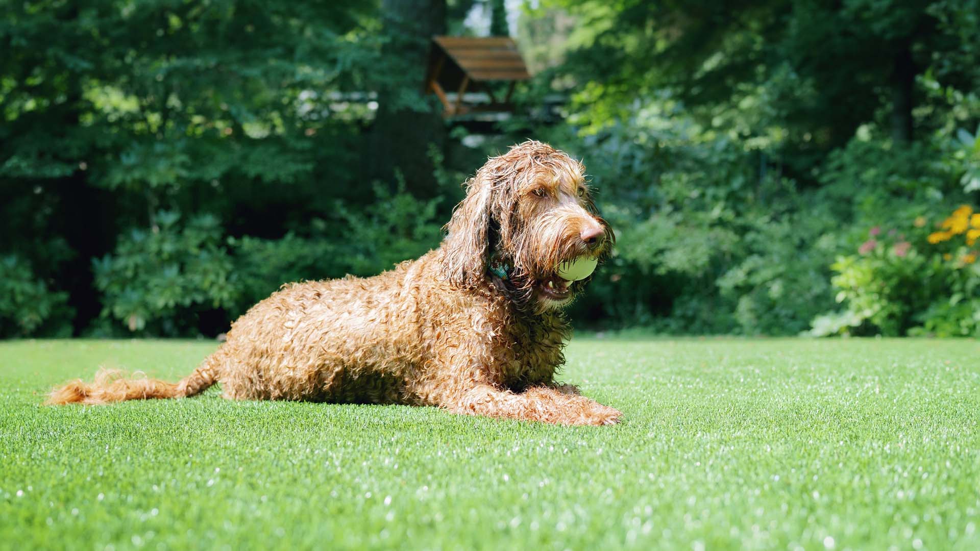 A wet dog holidng a ball on natural grass