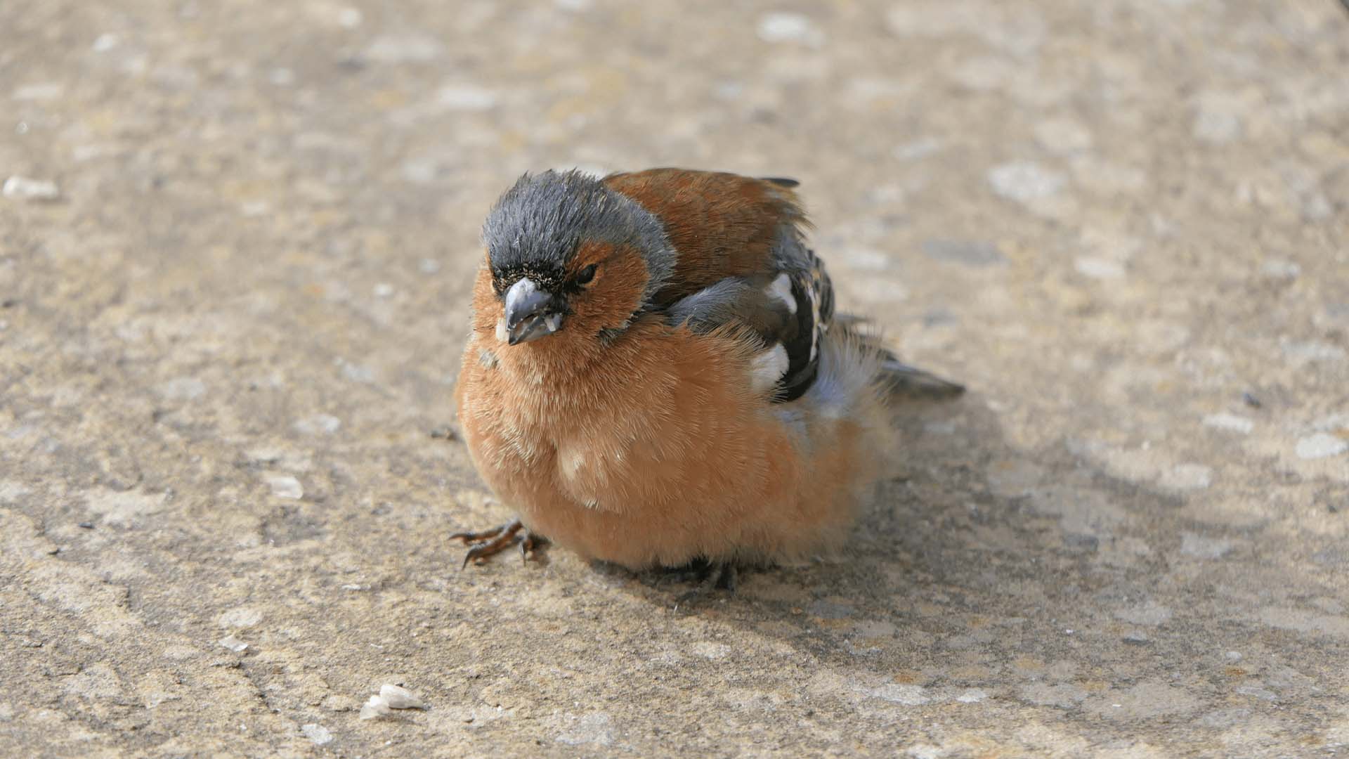 A sign of trichomonosis in chaffinches is matted plumage and uneaten food around their beak