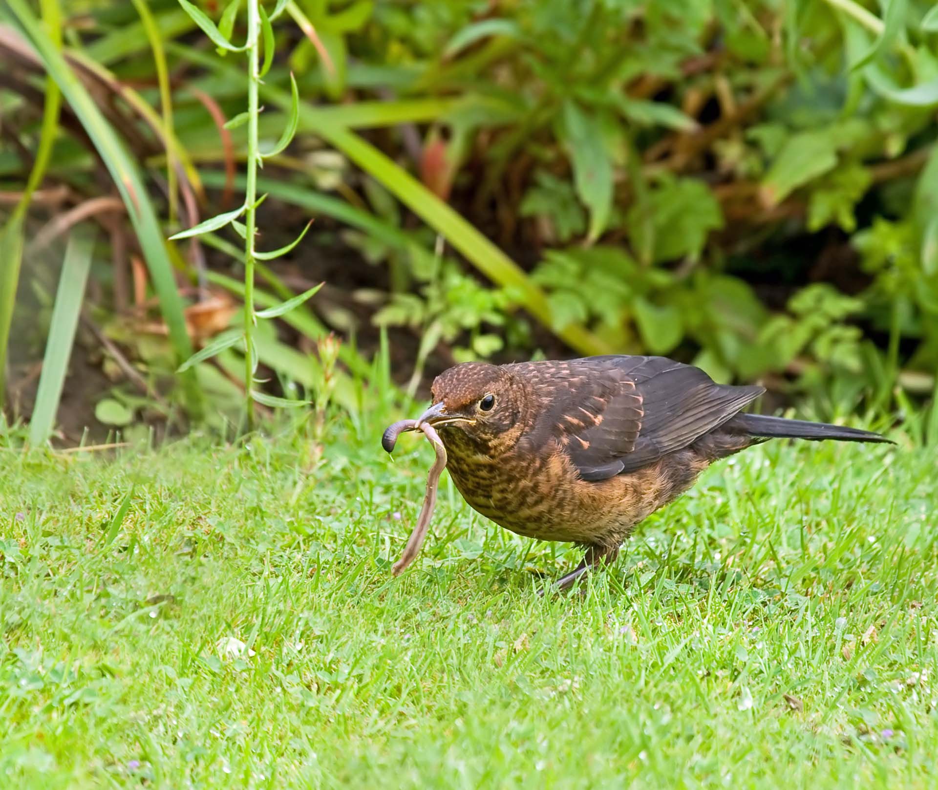 Blackbird pulling an earthworm from a lawn