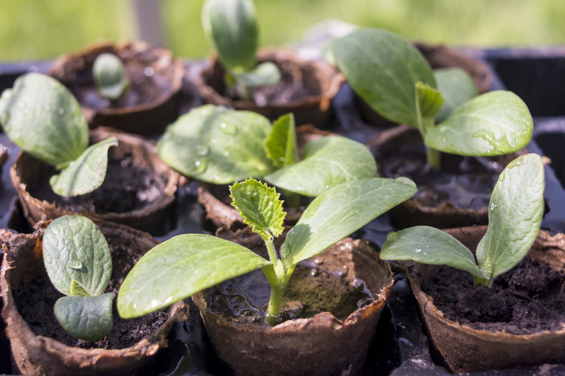 courgette seedlings in pots