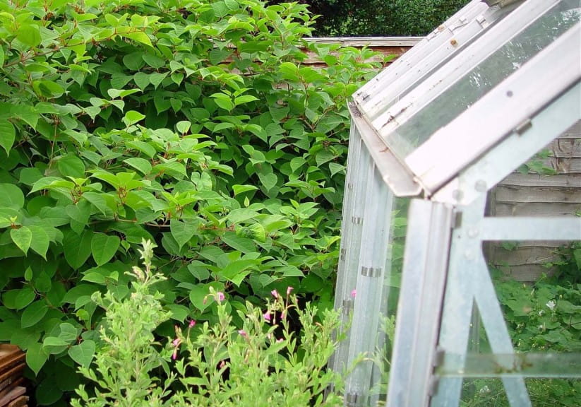 Japanese knotweed growing through fence and a greenhouse