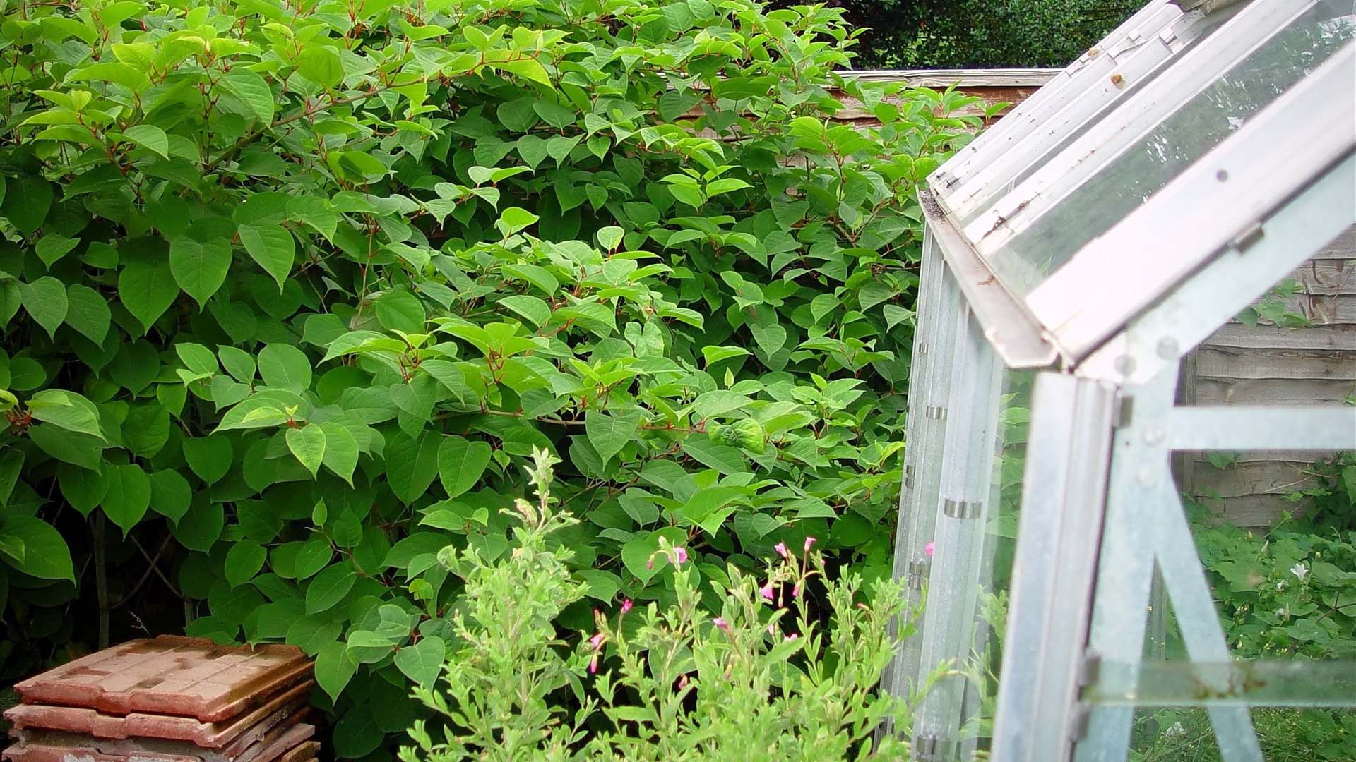 Japanese knotweed growing through fence and a greenhouse