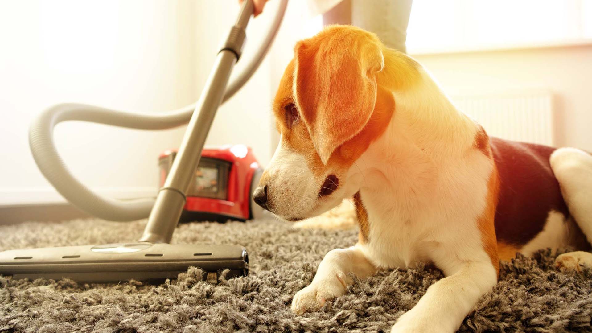 vacuuming the floor around a dog