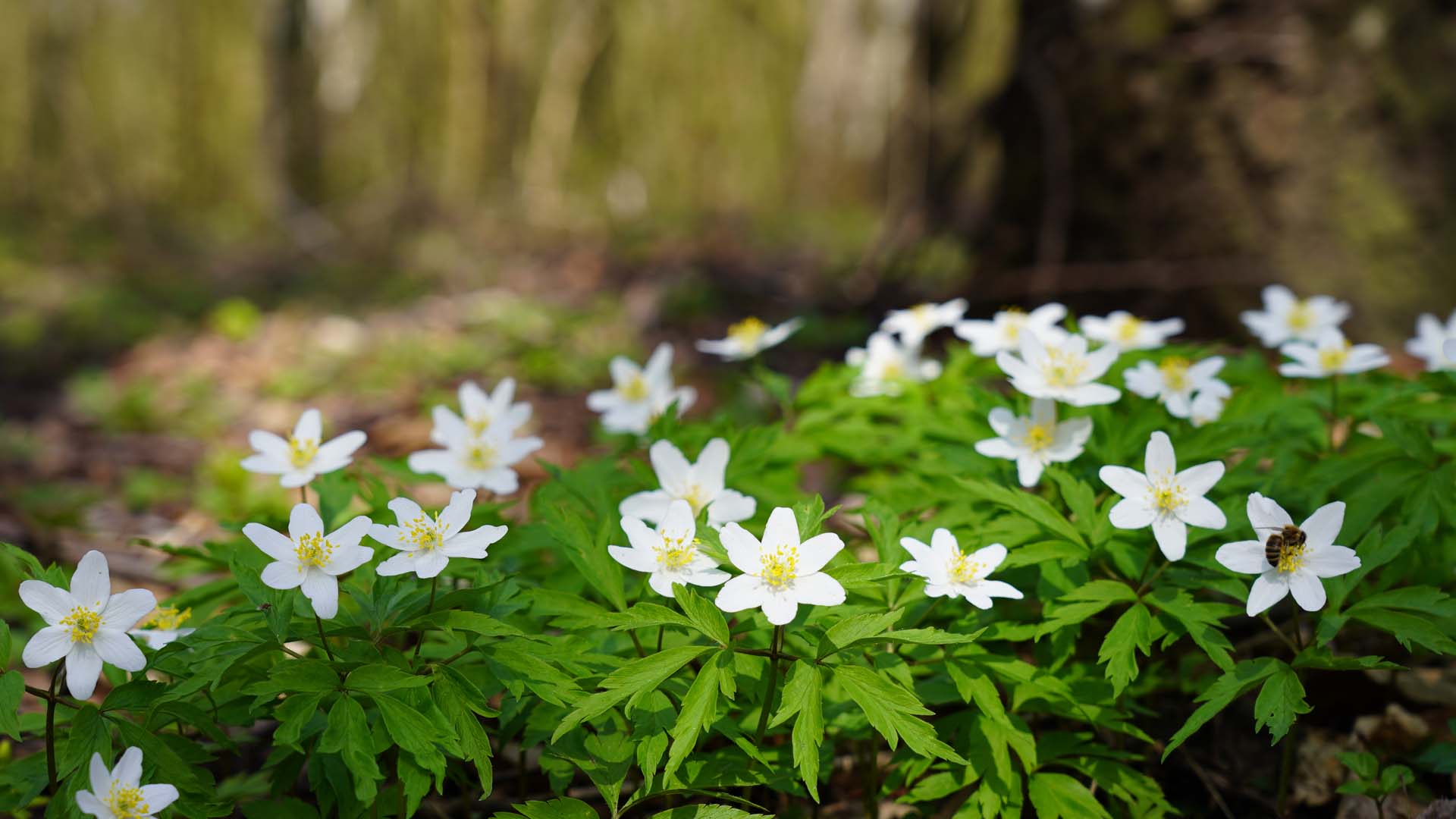 wood anemone flowers in a forest
