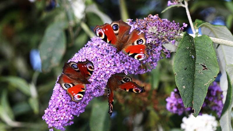 A buddleia flower with a butterfly on it