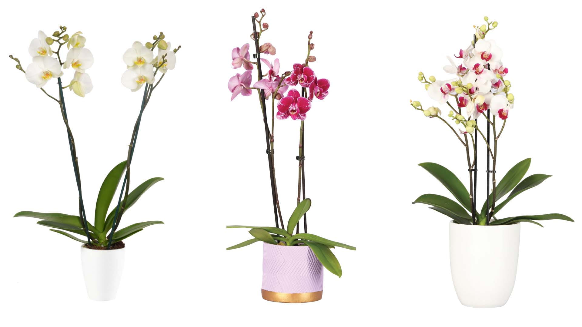 Three vases of orchids: one with white flowers and yellow centers on the left, one white with red in the right, and one pink and baby pink in the middle