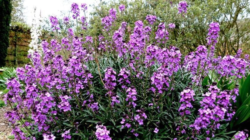 A large bunch of Pruning 'Bowles's Mauve' in the garden