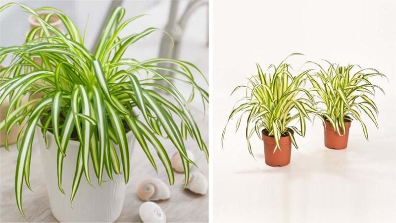 One spider plant in a white vase on top of a light surface decorated with a few cream shells on the left and two other small pots on a white floor on the right