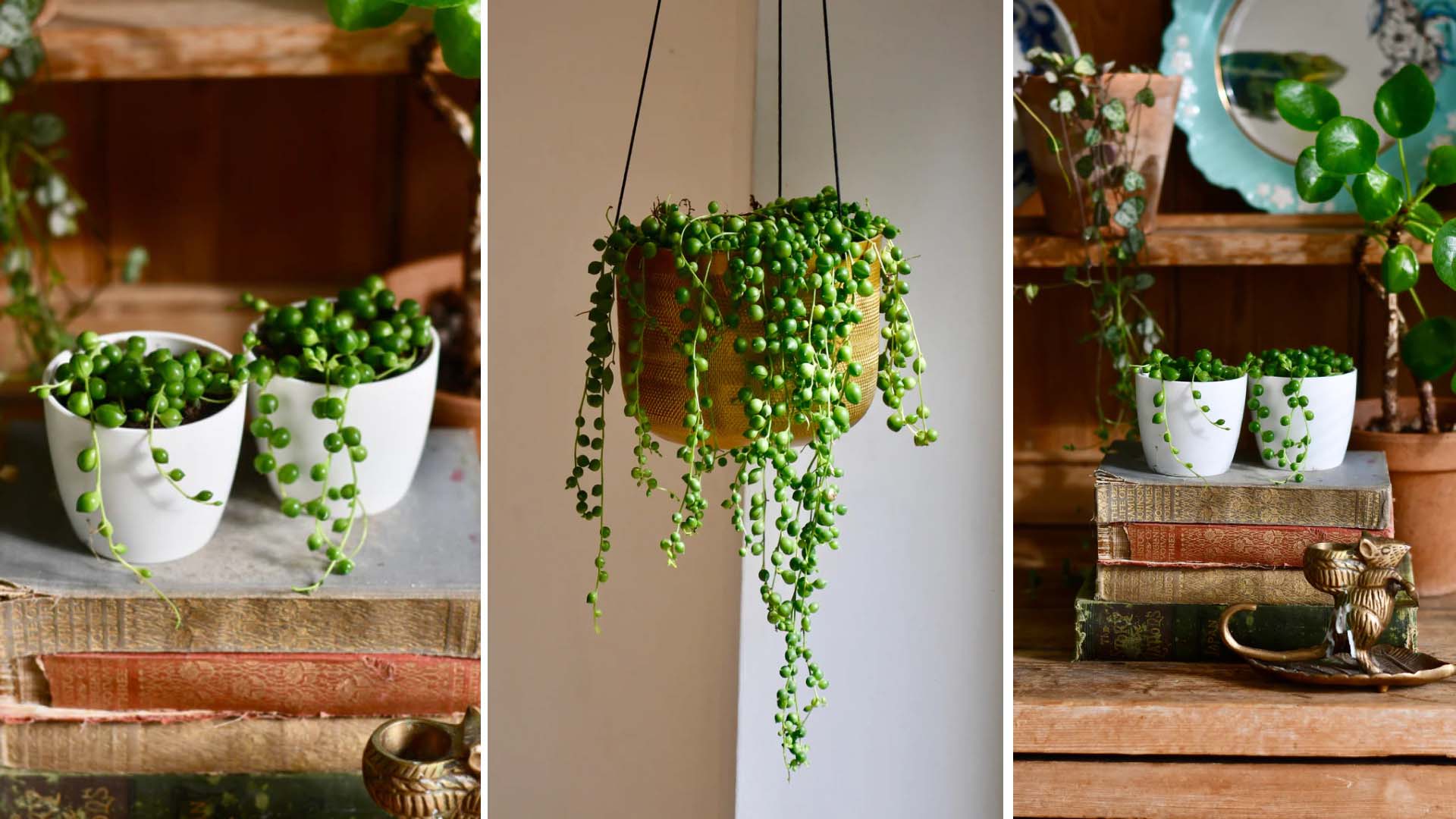 Three views of strings of pearls plants. Two are on top of a pile of old books on a wooden table with plates on a shelf in the background (on the left and right of the image with a slight angle variation), and one is in a brown pot hanging from the ceiling (image in the middle)
