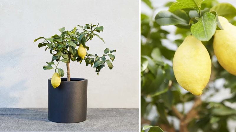 A bonsai lemon tree in a small black pot on a sunny windowsill is on the left of the image, and a close-up of the lemons is on the right side of the image