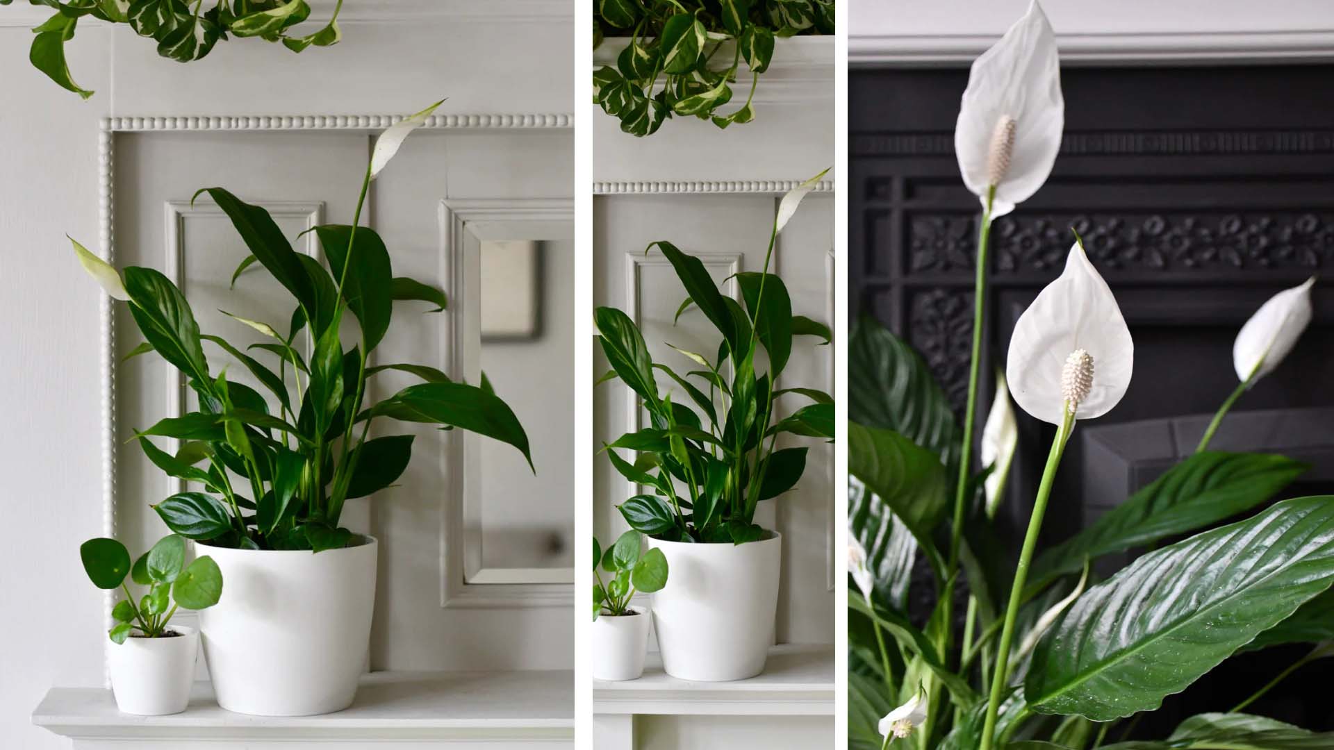 White vase of white lilies on top of white surface and white background on the left and in front of a dark graphite background on the right