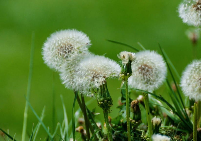 close up of dandelions flourishing in the field