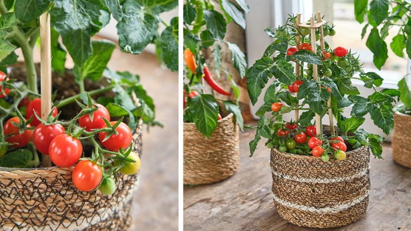 Tomato and pepper pots placed near the window, with a close-up of the tomatoes on the left side