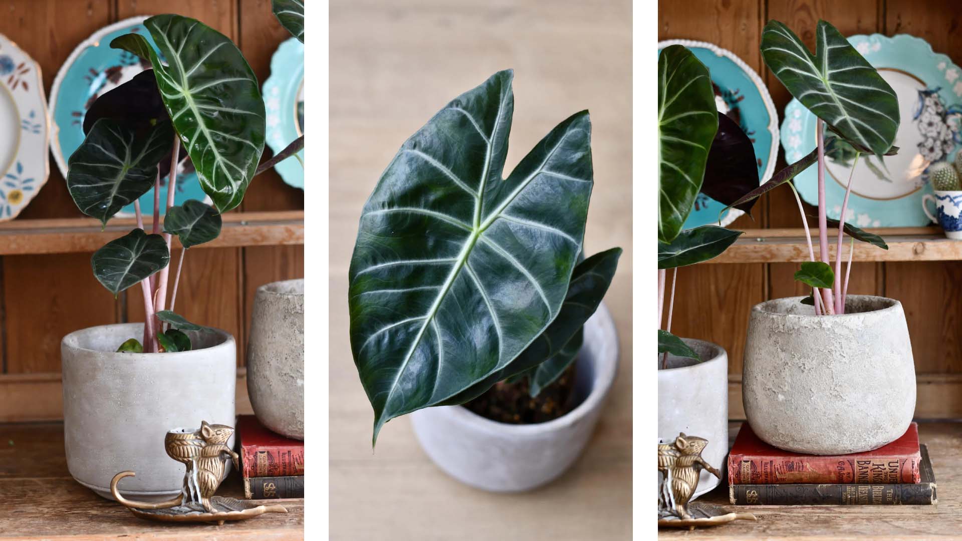 Three views from different angles of a Pink Dragons plant on a white vase in front of a dish shelf. From the left, right, and from the top