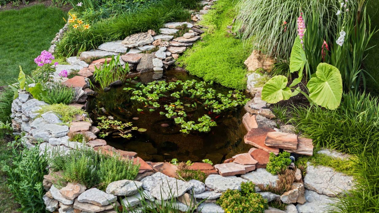 Small pond surrounded by rockery plants