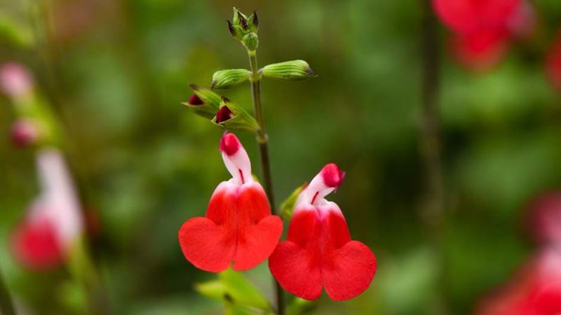 Close up of Salvia 'Hot Lips' red and white