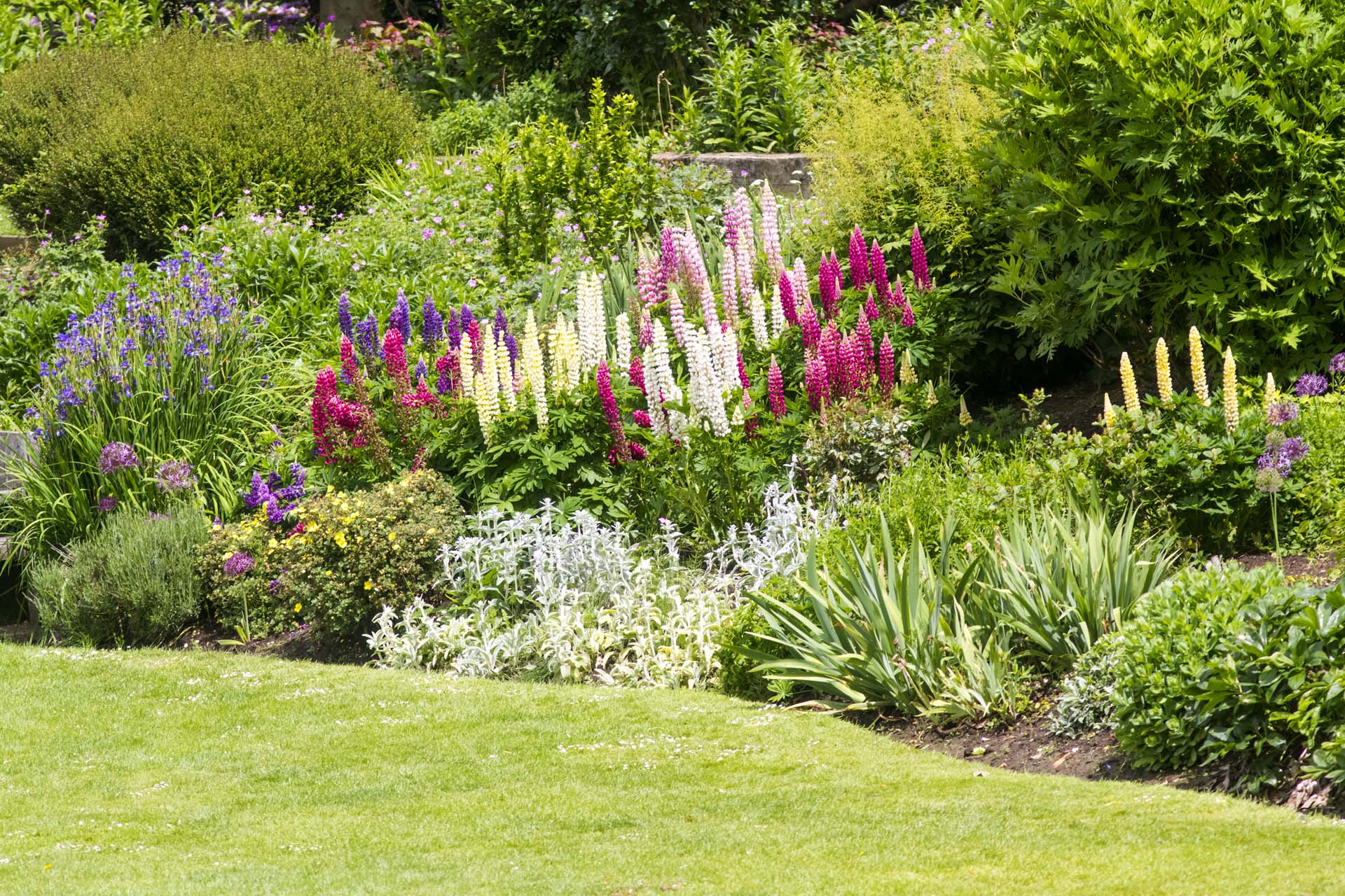 A garden border full of flowers