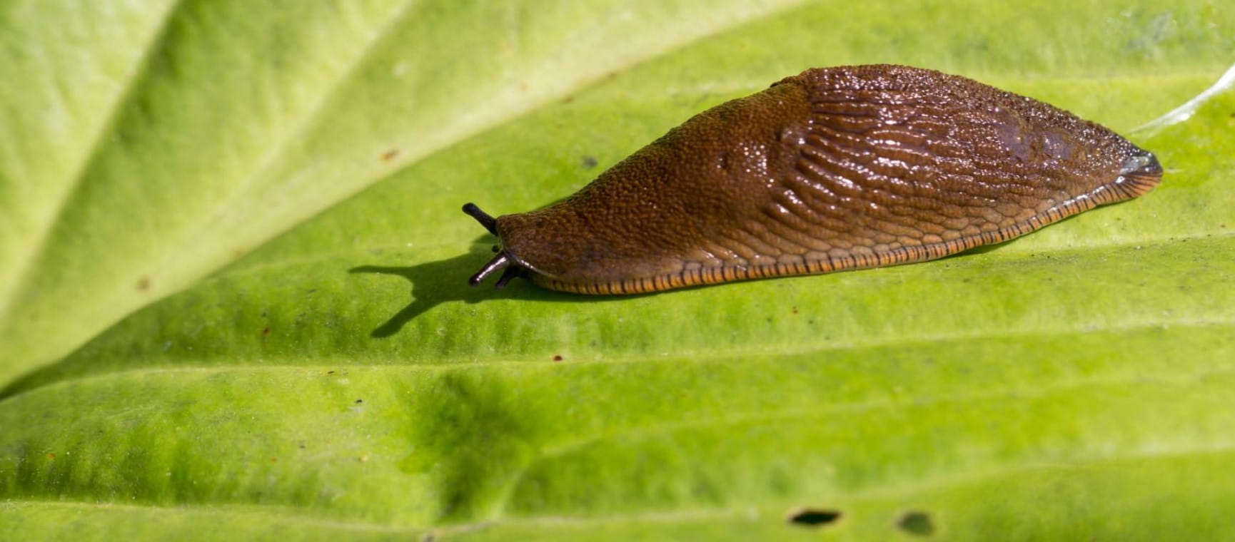 A slug on a leaf