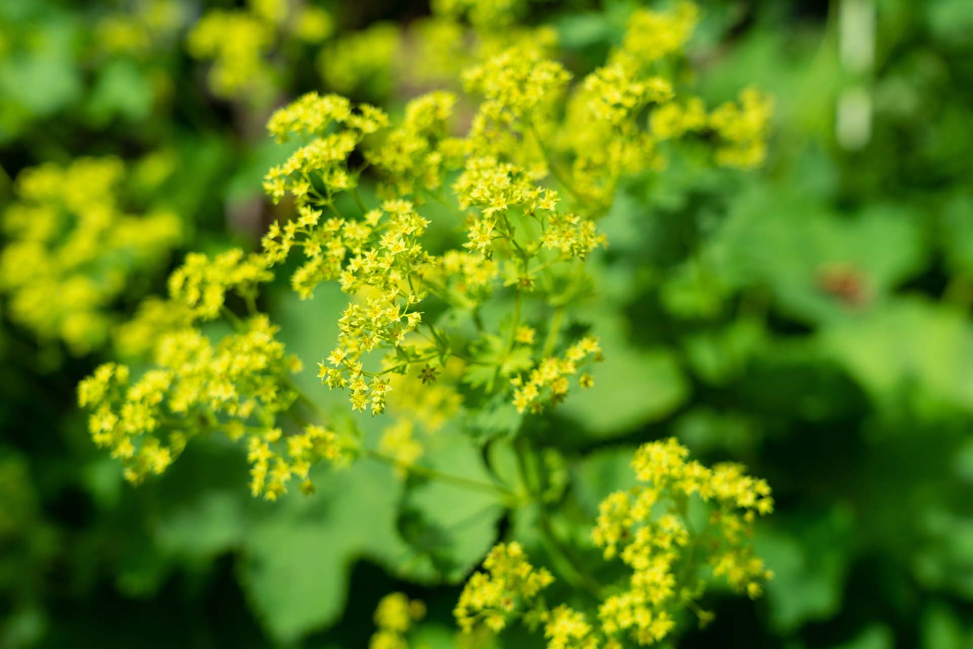 Bright yellow flowers of Alchemilla blooming in the summer